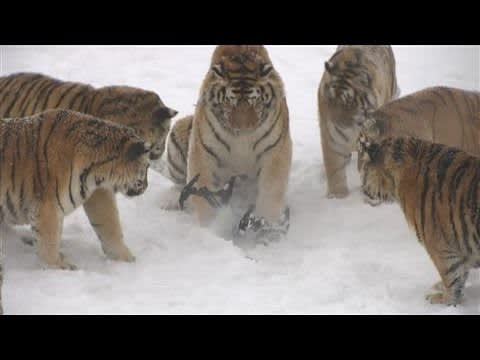 Tigers Snatch Drone From the Sky