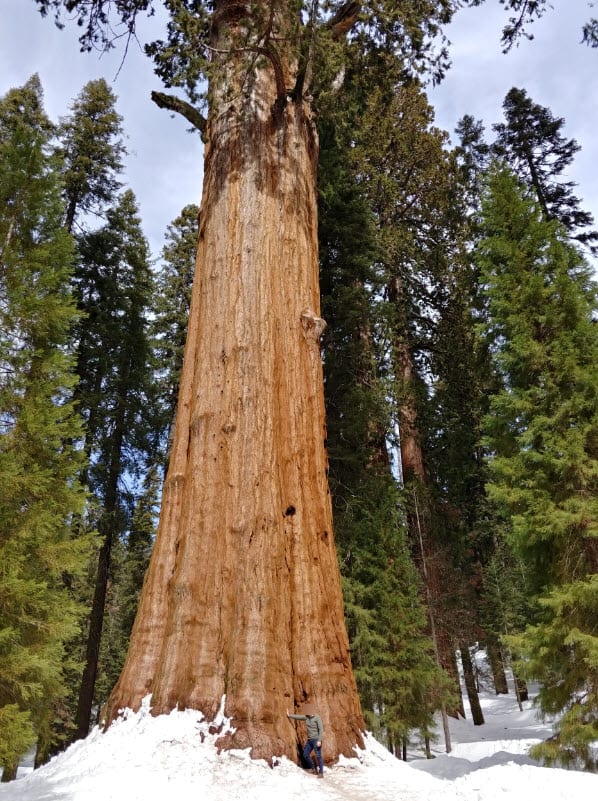A friend of mine next to the General Sherman. I couldn't get the whole tree in the picture.