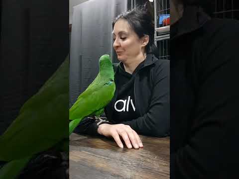 Woman Plays With Her Parrot - 1321366