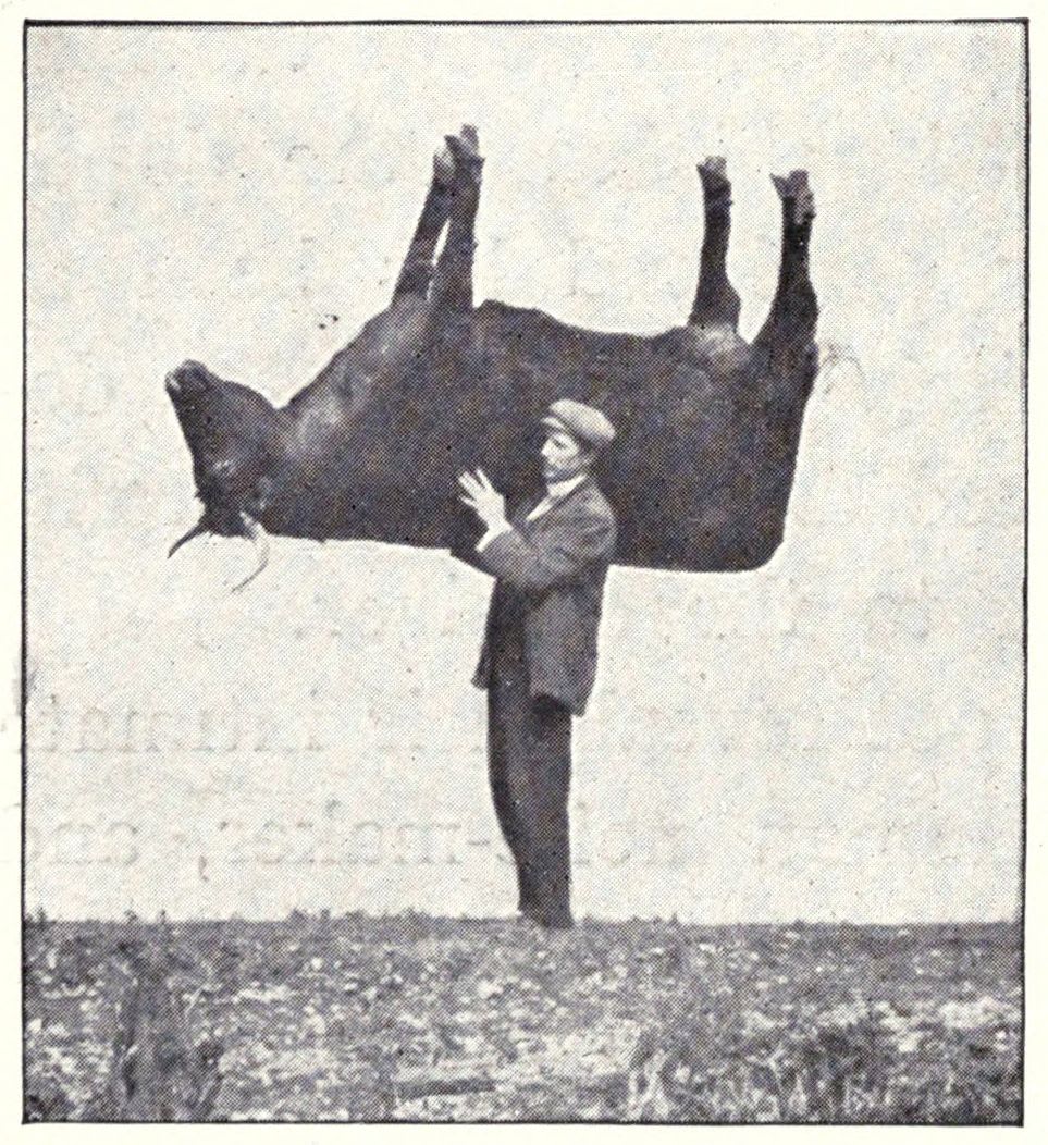 The nature photographer Richard Kearton in 1900 carrying one of his and his brother Cherry's "mimetic hides", inventions concocted by the brothers in their pioneering attempts to get ever closer to their subjects. More in our essay by John Bevis: