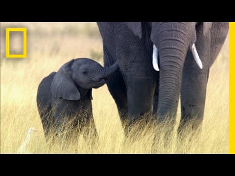 Why Elephants May Go Extinct in Your Lifetime | National Geographic