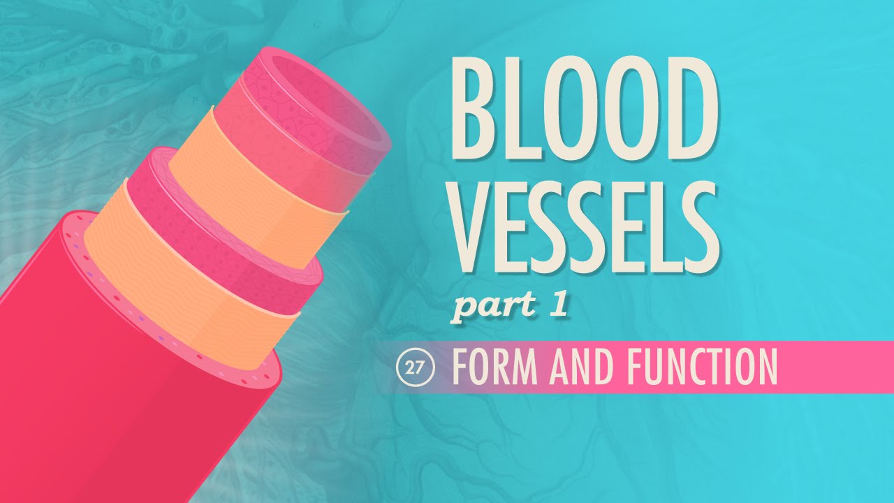 Blood Vessels, Part 1 - Form and Function: Crash Course Anatomy & Physiology #27