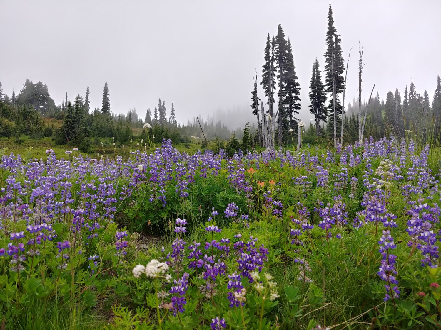 No view of Rainier when we hiked last summer, but cool wildflowers in the mist. Skyline Trail, Paradise, WA, USA.