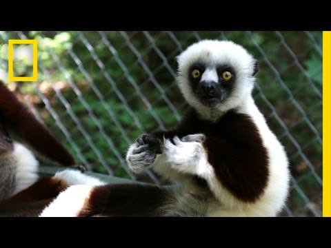 Could Vaccines Help Save Endangered Lemurs? | National Geographic