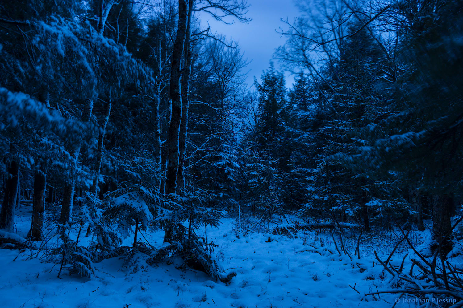 Bleak forest of eternal twilight