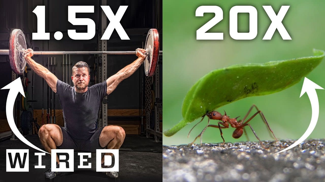 Why Humans Can’t Lift as Much as Ants (And How We Could) | WIRED