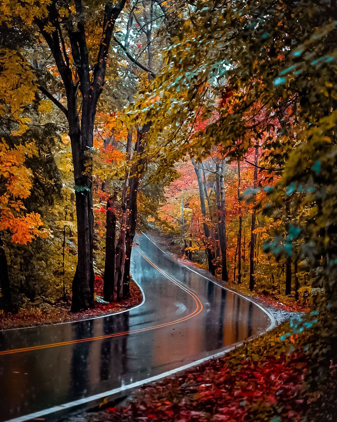 Rain soaked road through the fall foliage, Woburn, Massachusetts.