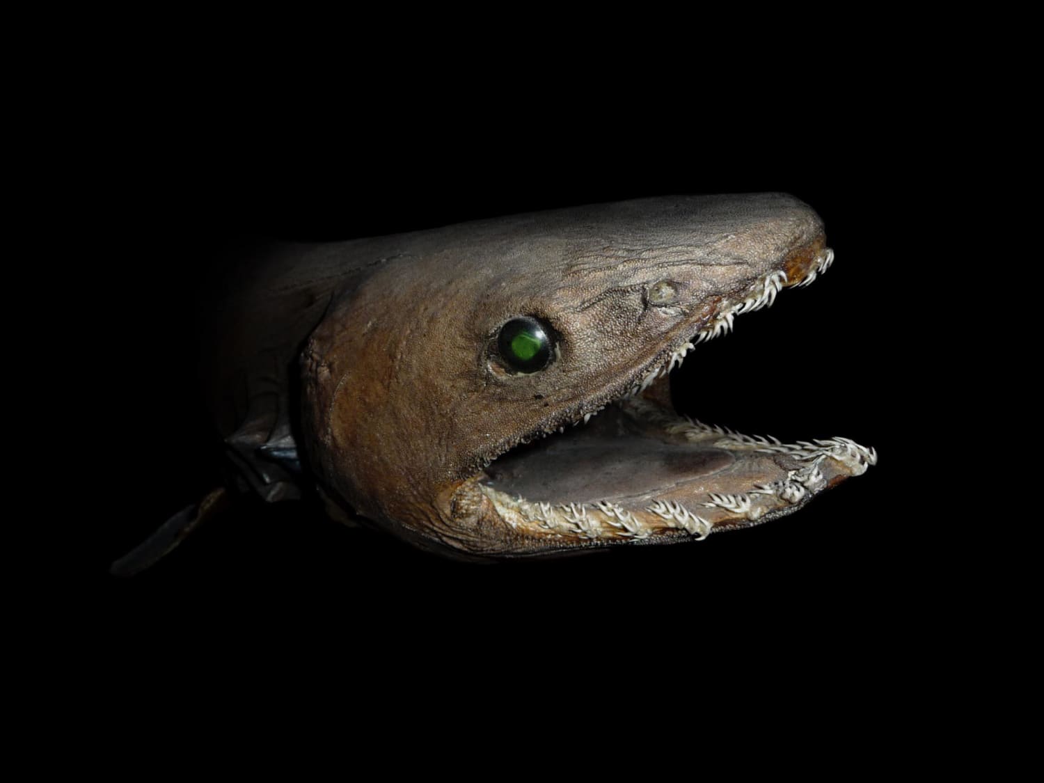 The head of a Frilled Shark. The frilled shark is a primitive species of shark that lives in deeper waters. The are known for their overall freaky look and it’s 300 recurved teeth.