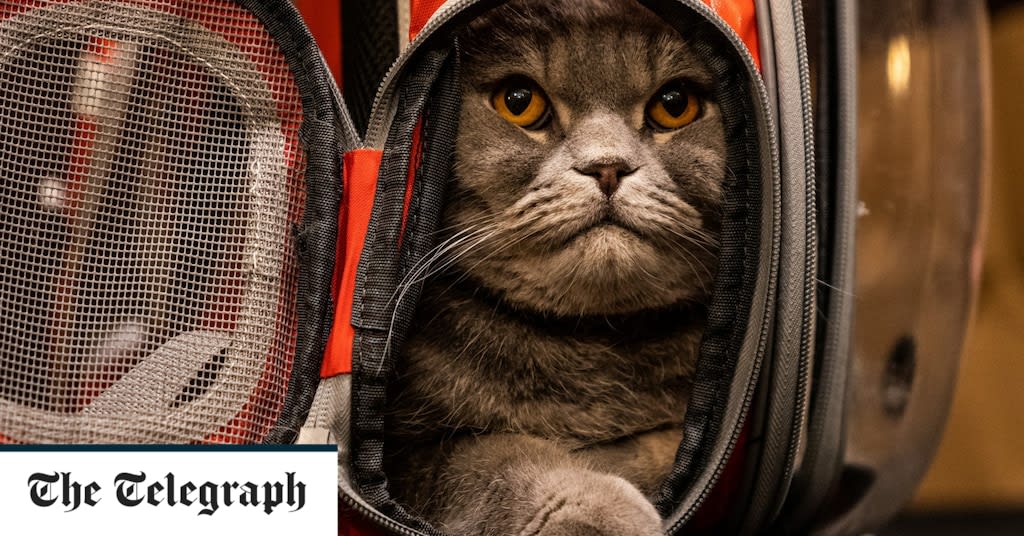New York Cat Fashion Show, in pictures