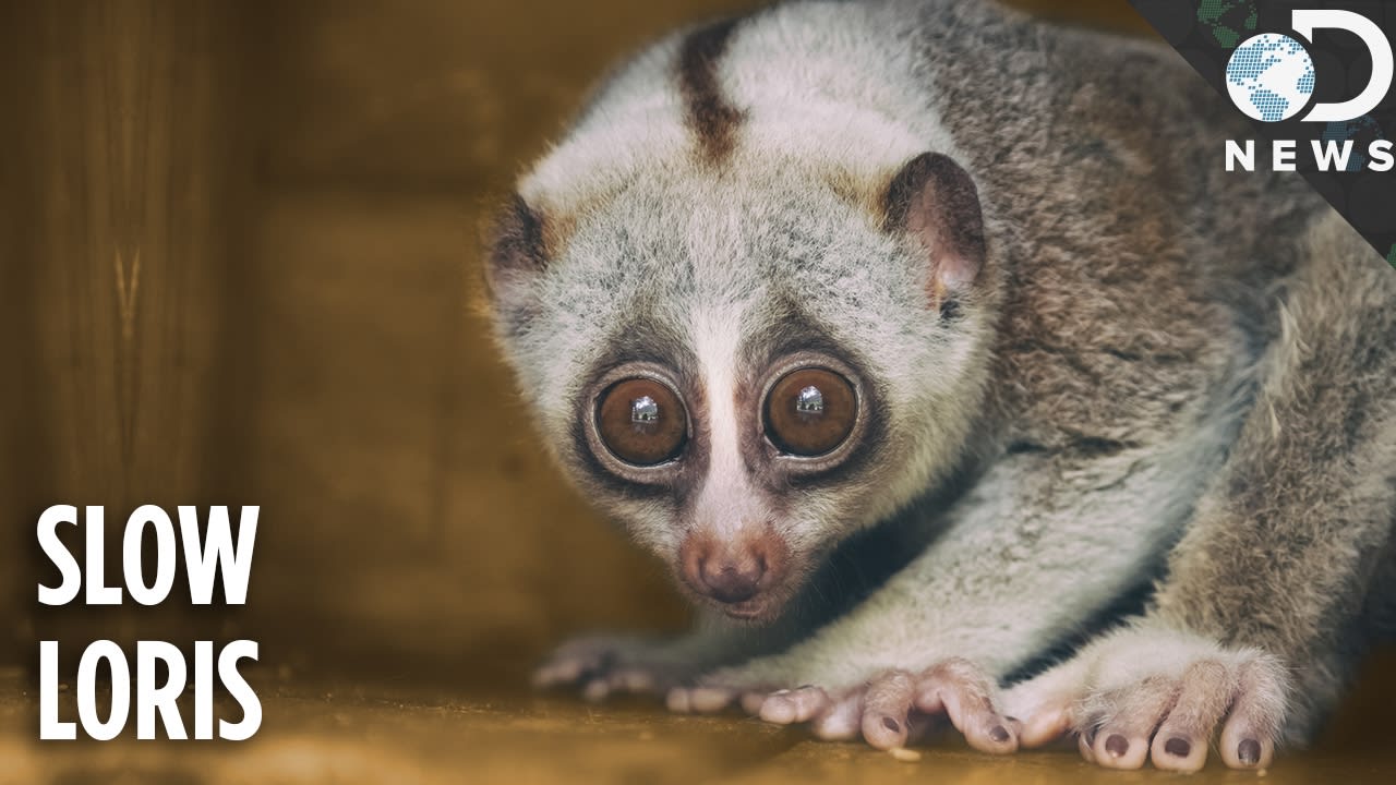 Everything You Need To Know About The Slow Loris