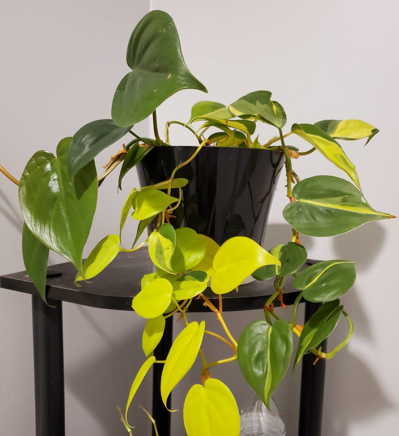 Brazilian pothos cutting that was gifted from a friend a few years ago. It started out as just one or two Brazilian leaves and grew into three different kinds. Is this sort of thing common?