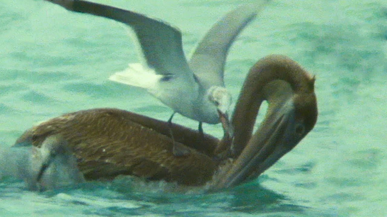 Pelican Fights with Seagulls over Food | Trials Of Life | BBC Earth