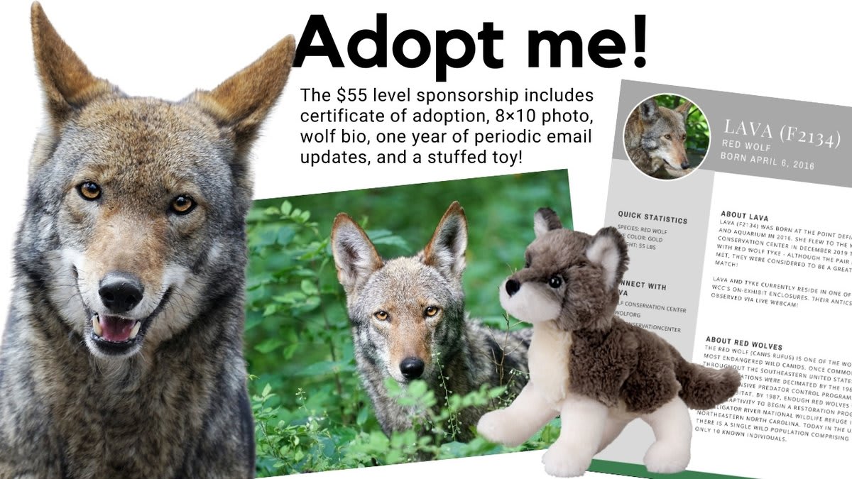 Share your love for wolves with a symbolic adoption of one of the 36 wolves that call the WCC home! ➡ https://t.co/AmYdydfe2s Meet red wolf Lava! Beyond her beauty and adorable smile, Lava represents our particpation in the active effort to save her species from extinction.
