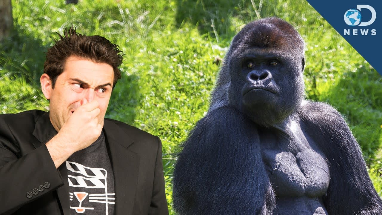 How Gorillas Communicate Using Body Odor!