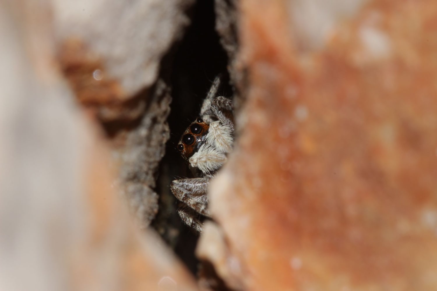 Look! Spiders CAN be cute! 😍 This little guy is a species of jumping spider. Researchers have just found out that they have a cognitive ability only previously known in vertebrates. Full story: https://t.co/CwKTzTqidP 📷: emanuelkern/iNaturalist/CC BY 4.0