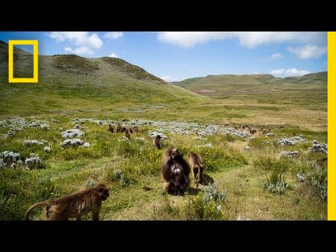 Watch a Gorgeous Time-Lapse of Monkeys in the Ethiopian Highlands | National Geographic