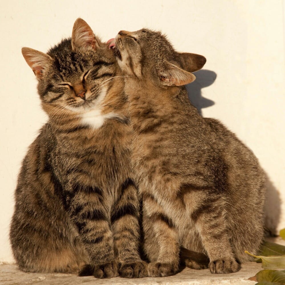 Image about love in Cute Cats by Melissa on We Heart It в 2021 г | Очаровательные котята, Милые котики, Объятия животных