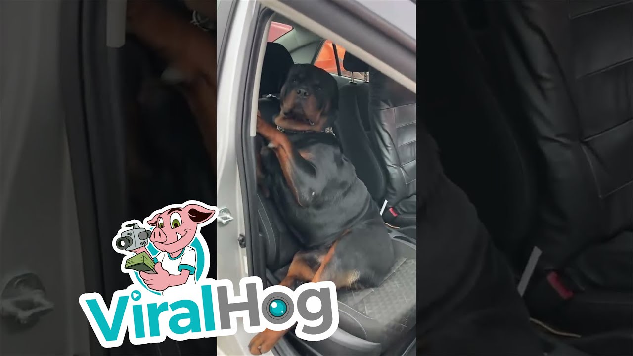 Rottweiler Refuses to Leave Front Seat || ViralHog