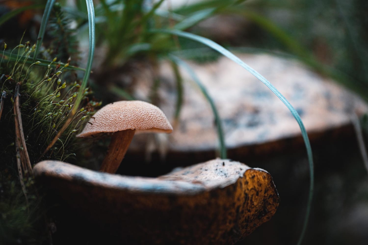 Mushroom growing on a mushroom