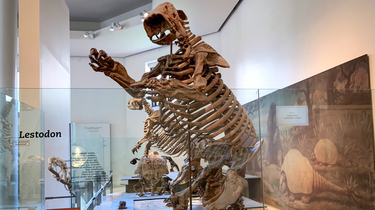 On NationalAvocadoDay, let’s appreciate megafauna—like the 15-ft- (4.6-m-) Lestodon, which helped to disperse fruits w/ oversized seeds that most mammals couldn’t consume. Megafauna—including giant ground sloths, mammoths, & mastodons—likely helped spread (& fertilize) them.💩