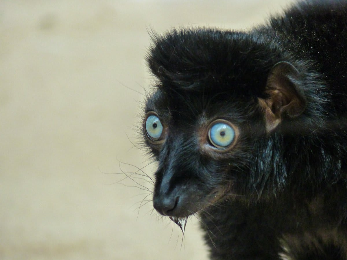 DYK? The blue-eyed black lemur is the only primate, other than humans, to consistently have blue eyes, in varying shades. Unfortunately, this Malagasy native is critically endangered due in part to habitat loss from slash-&-burn agriculture. [: Chriest, flickr]