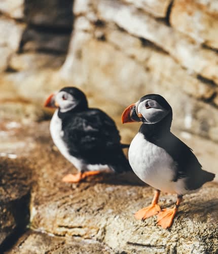 The only thing better than a puffin? TWO puffins! 😍 P.S.: Speaking of 2's, donate before midnight on 12/31, and your gift will be DOUBLED thanks to our board and generous donors! THAT is something worth celebrating, if you ask us. ✨ Give today: