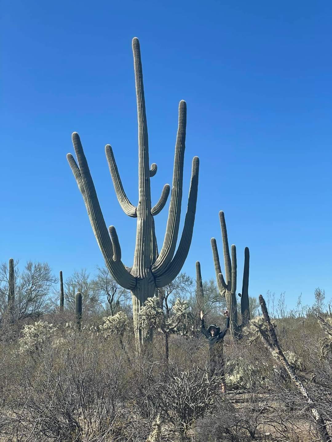 Saguaro Cactus - Tucson AZ
