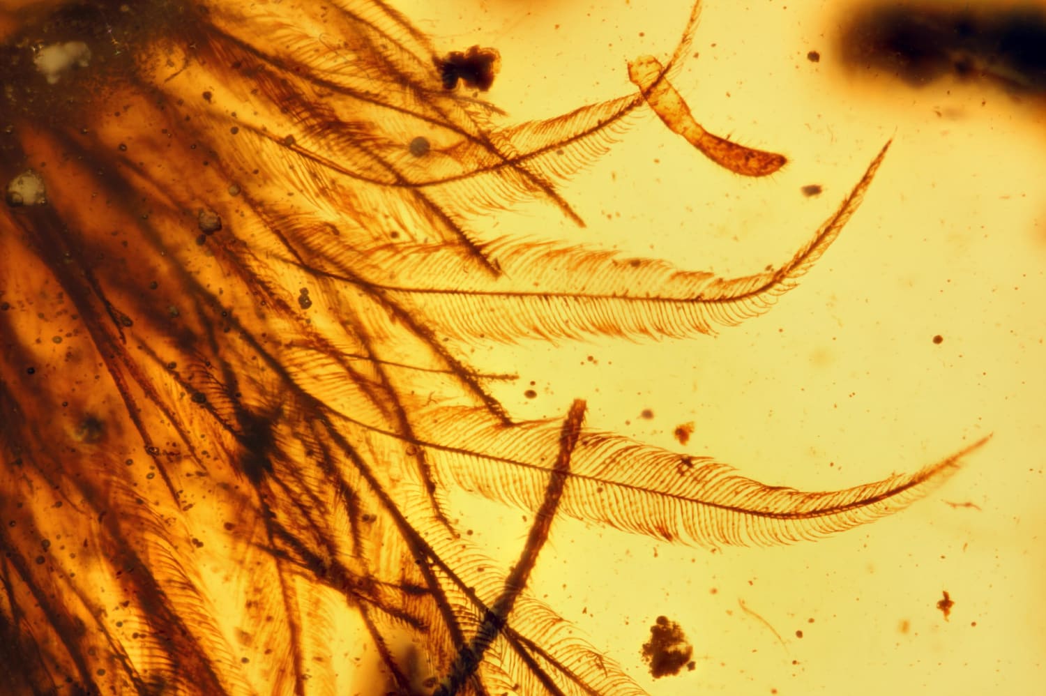Microscopic image of the feathered tail of a 99-million-year-old coelurosaur preserved in Burmese amber: the velcro-like hooks projecting from each of the barbules allowed the feathers to lie flat against each other like fronds as in modern birds.