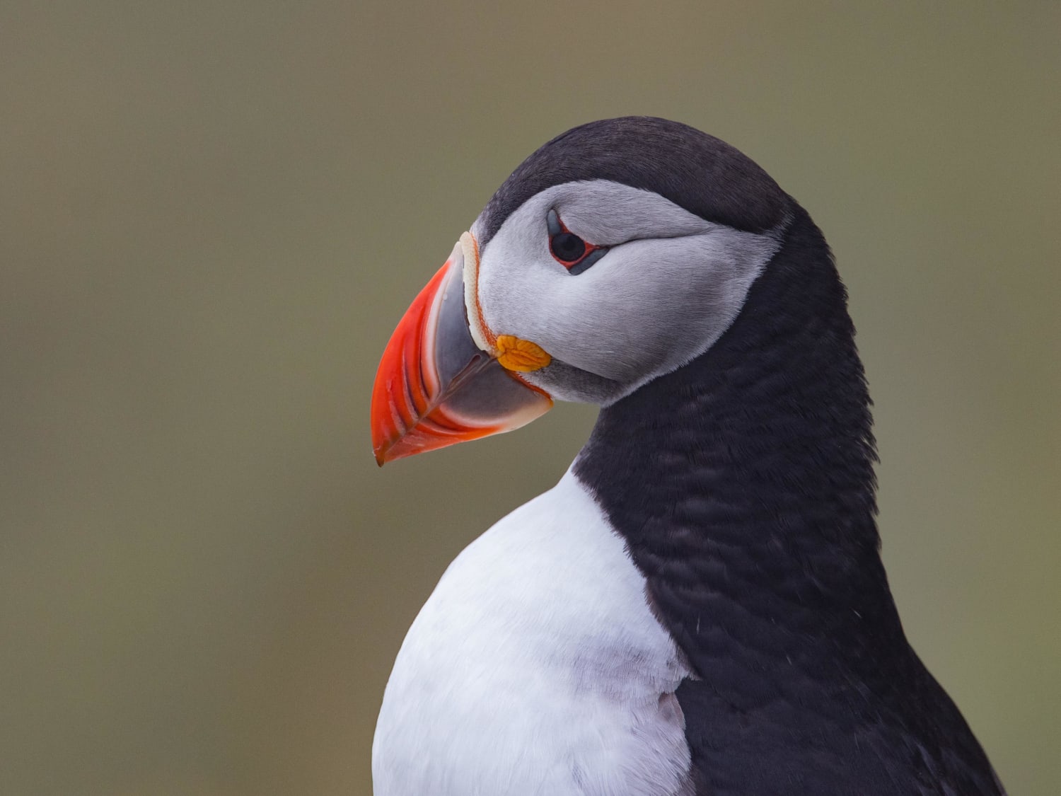 Puffin on the lookout