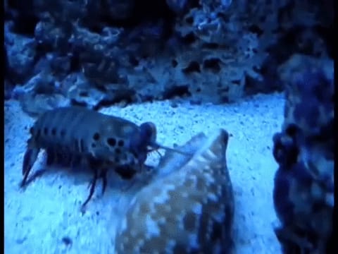 Mantis shrimp yanks a hermit crab out of its shell and carries it away to its cave