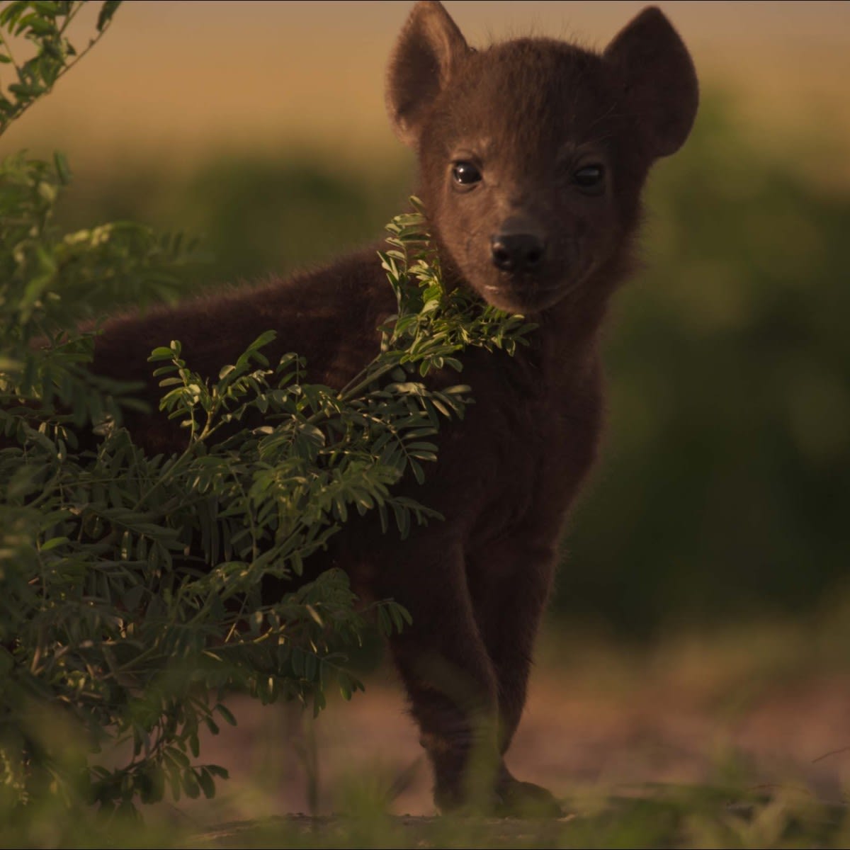 Female spotted hyenas give birth to one or two cubs per year. When the cubs mature, males will leave the clan while females will stay. Delve into the secret lives of animals fighting for their family’s survival. Find out more about Dynasties II 👉https://t.co/BhyOC5y