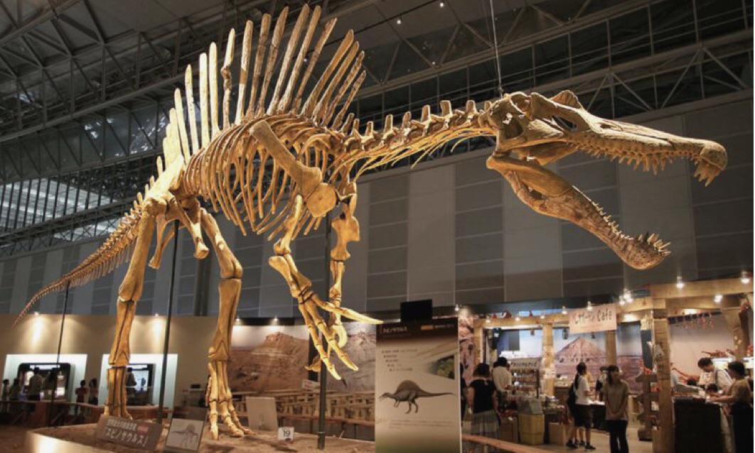 As long as a school bus and as heavy as an elephant, the Spinosaurus was the largest predatory (animal-eating) dinosaur to have existed!
