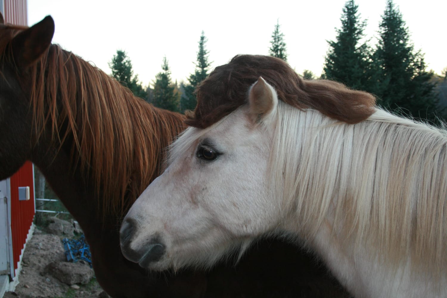 We put a mullet wig on our pony for Halloween. I think he liked it!