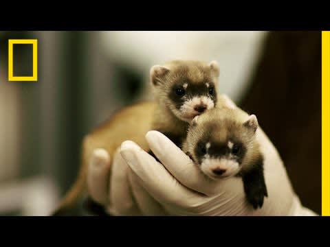 Ferret Babies Key to Species Rebound | National Geographic