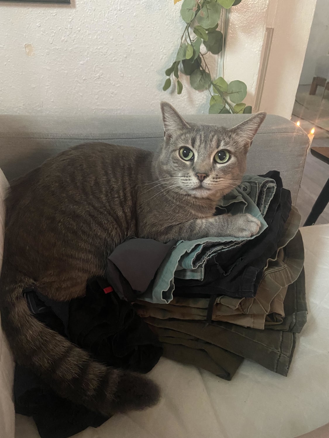 Millie hard at work sorting and folding laundry