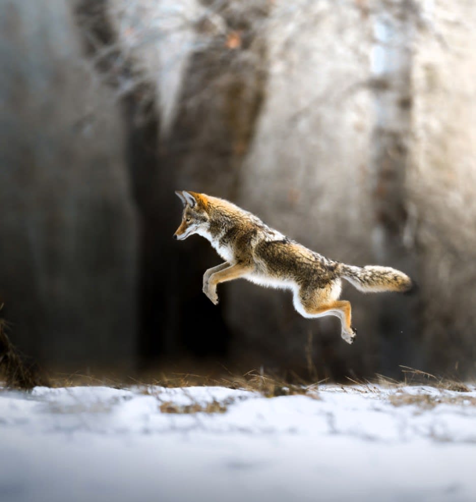 Yosemite fox 'Taking Flight'. (Image - Jeff Brenner).