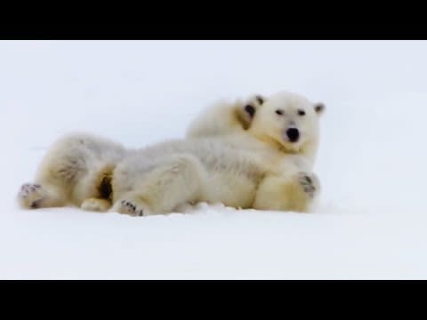 Top 5 Silliest Animal Moments! | BBC Earth
