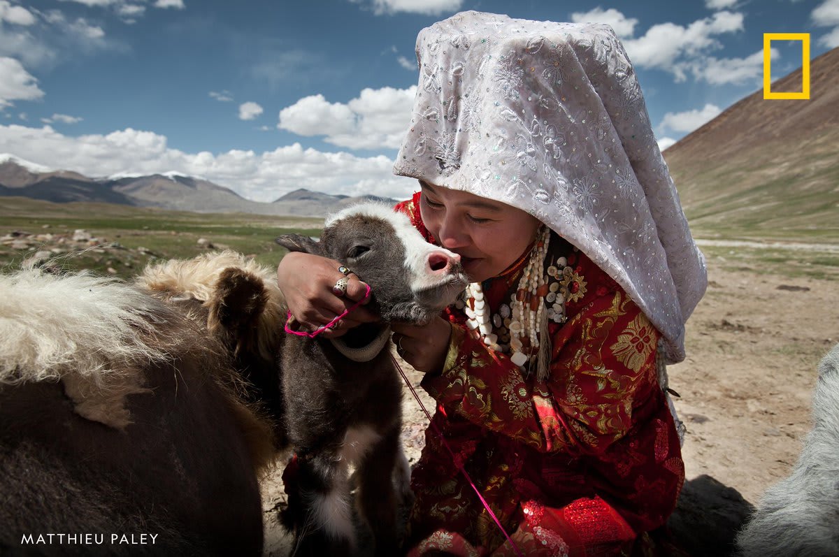 A Kyrgyz woman is happy to have a new yak for the family herd in this image captured by photographer Matthieu Paley in Afghanistan.