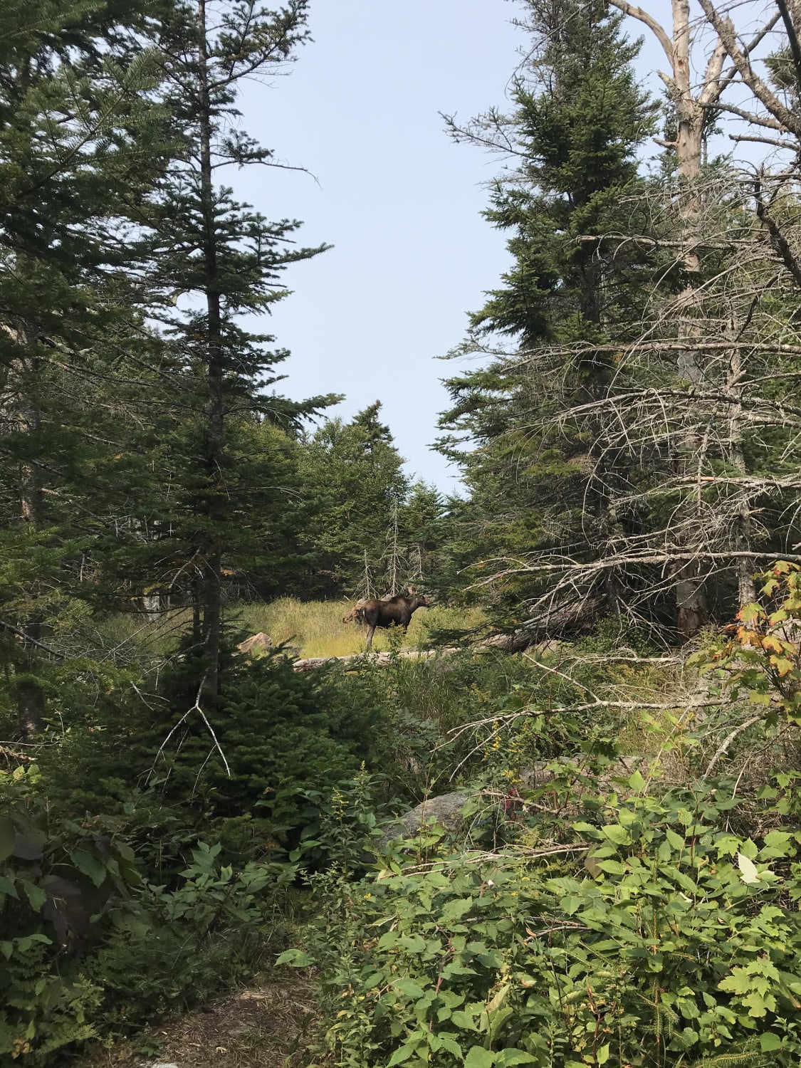 Two Moose Spotted, Lost Pond Trail, Pinkham Notch, New Hampshire, USA