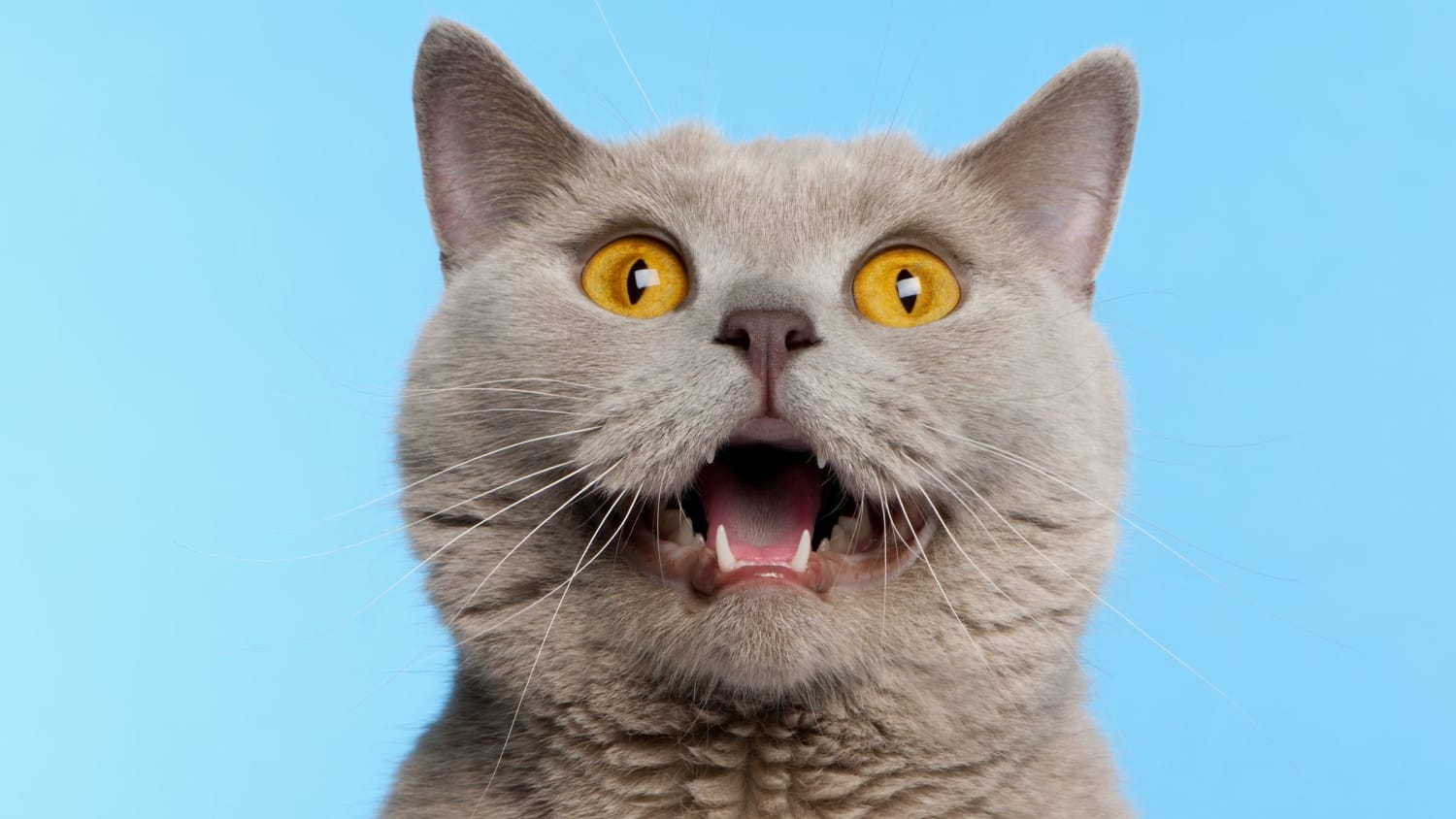 Why Do Cats Leave Their Mouths Open After Smelling Something?