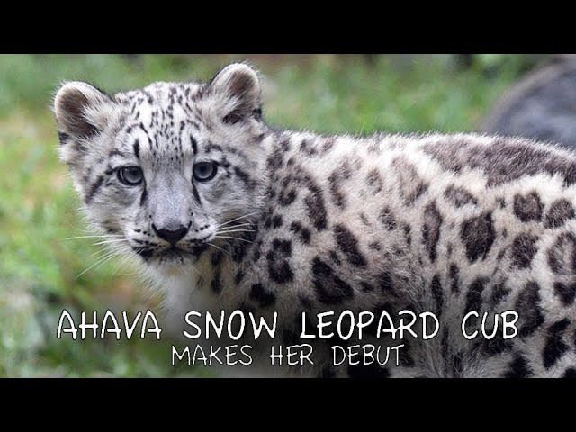 Meet Ahava the 3 month old Snow Leopard Cub at Brookfield Zoo