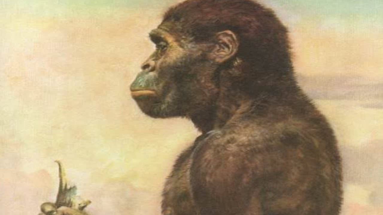 Australopithecus Evolution