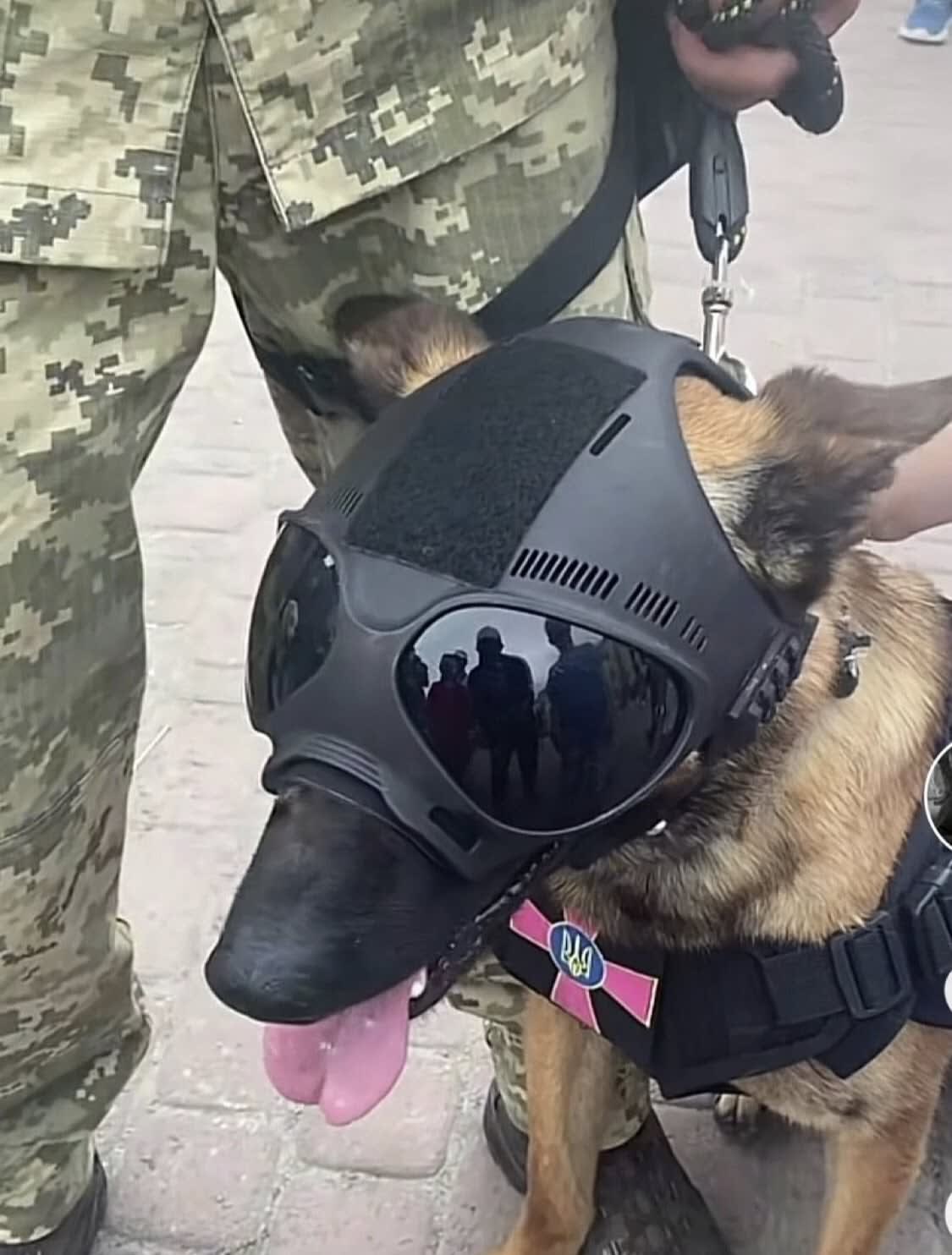 Ukrainian police shepherd dog