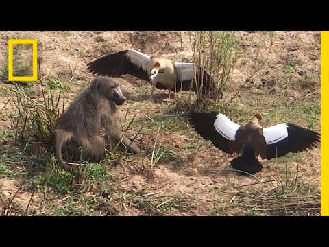 Egg-Stealing Baboon Incurs Wrath of Geese | National Geographic