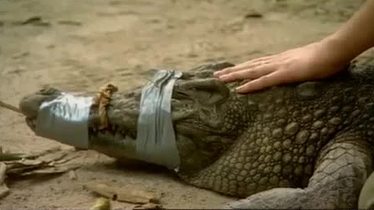 Close Encounter with a Siamese Crocodile | Saving Planet Earth: Crocodiles | BBC Earth