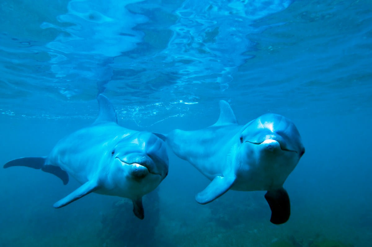 Dolphins’ Personality Traits Are Surprisingly Similar To Our Own