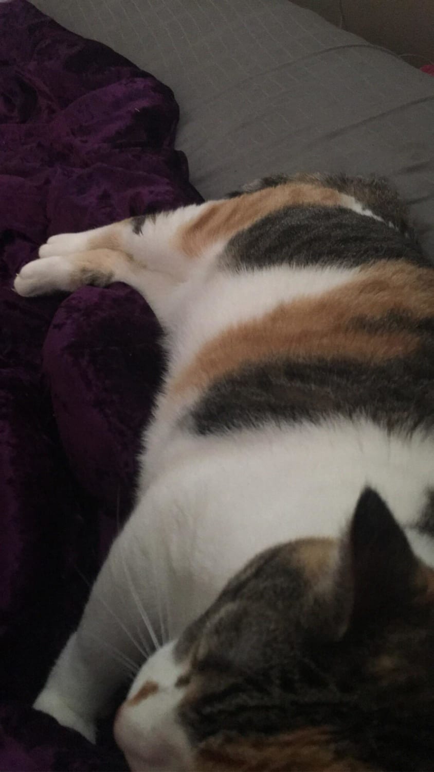 I just adopted a cat yesterday and she definitely classifies as a Chonker. She is a 14 pound Calico and her name is Moody Mary