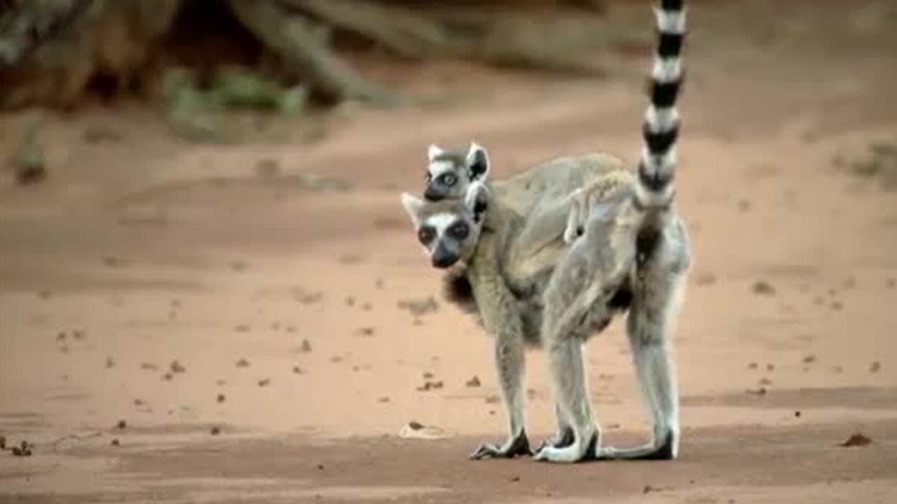 Will Lemurs Lose Their Home Forever? | Indian Ocean with Simon Reeve | BBC Studios