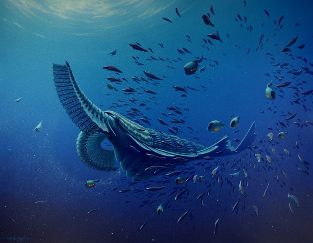 The species, dubbed Tamisiocaris borealis, used large, bristly appendages on its body to rake in tiny shrimplike creatures from the sea, and likely evolved from the top predators of the day to take advantage of a bloom in new foods in its ecosystem according to Jakob Vinther, paleobiologist.