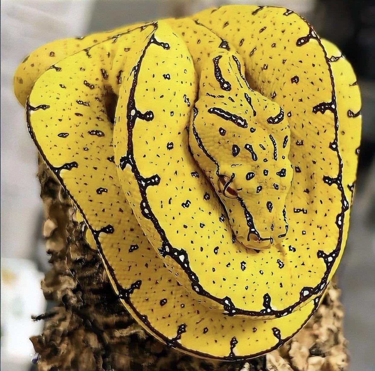 A beautiful Python